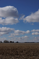 Southern Illinois Farmland