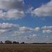 Southern Illinois Farmland