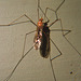 cranefly