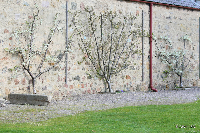 Espaliered Morello cherry and victoria plums in blossom