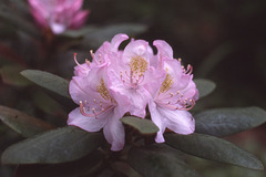 rhodendron