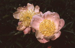 peonies