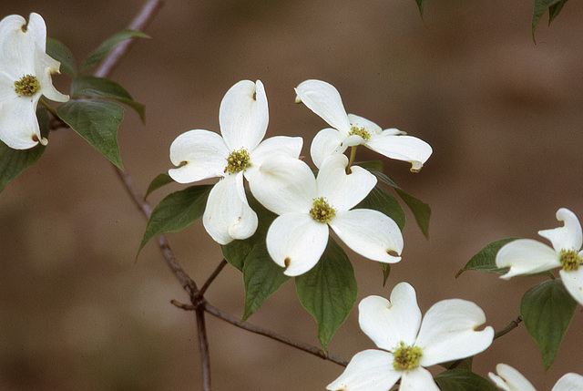 dogwood