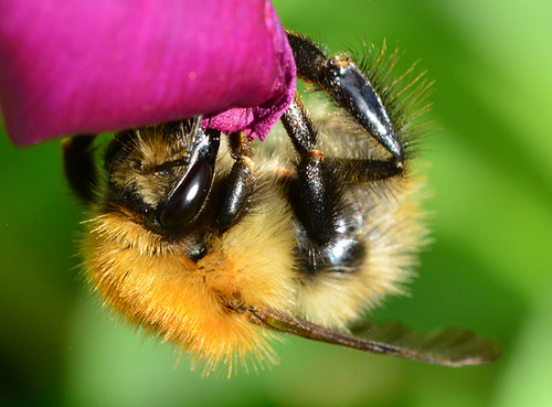 Bee
