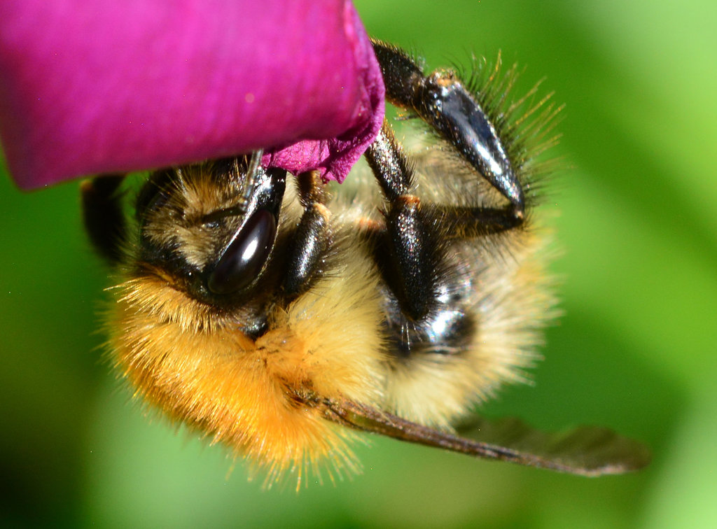 Bee