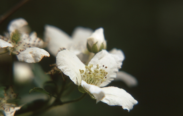 apple blossoms