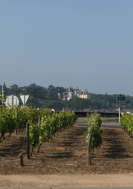 Vigne du rond-point