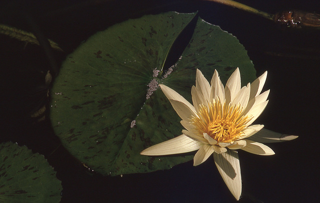 water lily