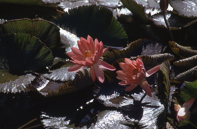 water lilies, Missouri Botanical Garden