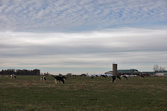 Southern Illinois Dairy Farm