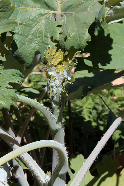 Macleaya cordata