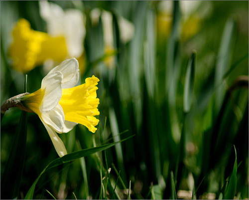 Daffodil