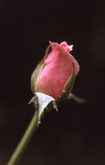 another rose