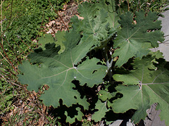 Macleaya cordata