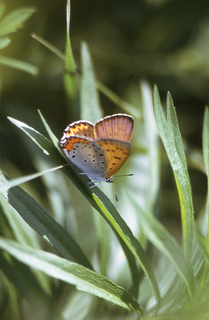 butterfly 1