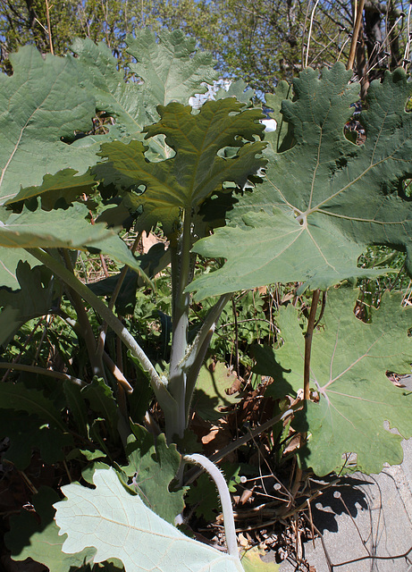 Macleaya cordata