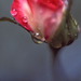 my favorite shot of a rose
