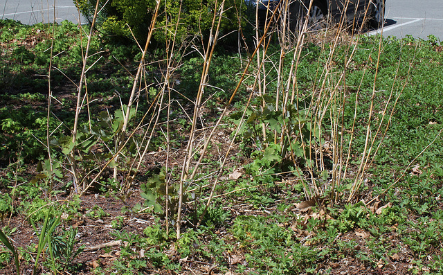 Macleaya cordata