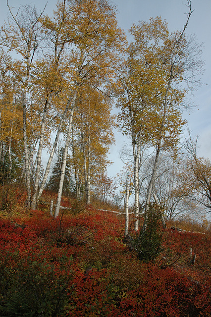 Autumn colors