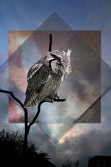 Isle of Wight Owl on grainy background
