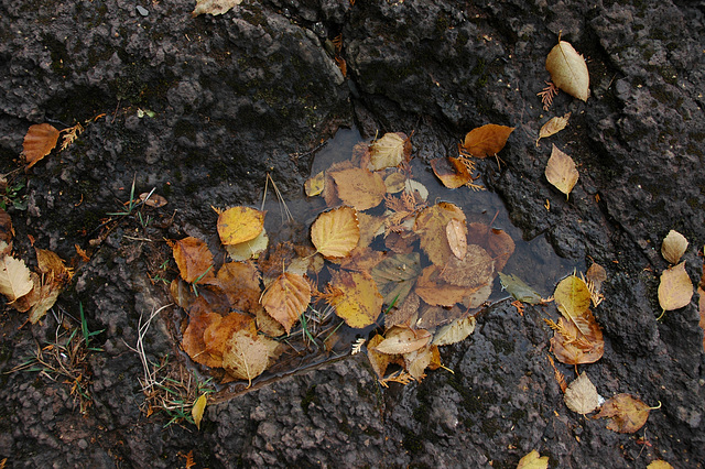 Birch leaves