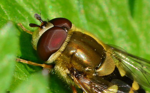Hoverfly