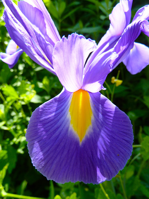 Iris Germanica