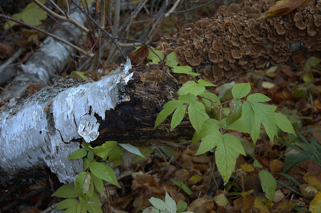 dead birch