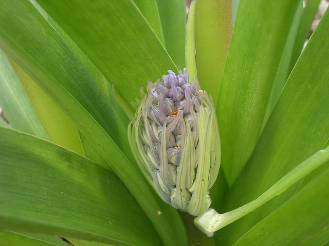 flower bud