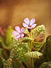 lovely lungwort