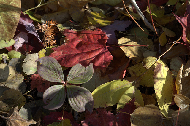 fallen leaves