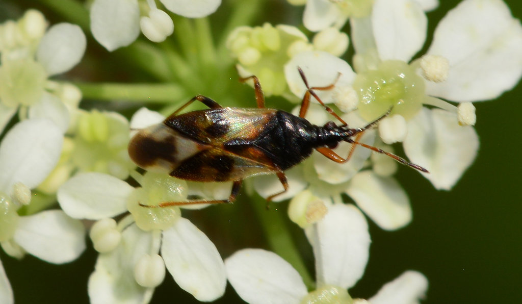 Common Flower Bug, Anthocoris nemorum.