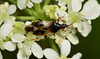 Common Flower Bug, Anthocoris nemorum.