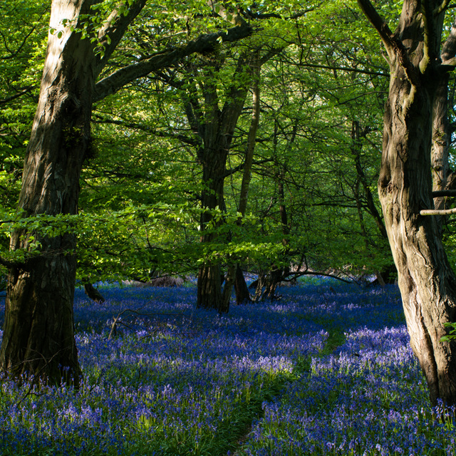 Bluebell wood