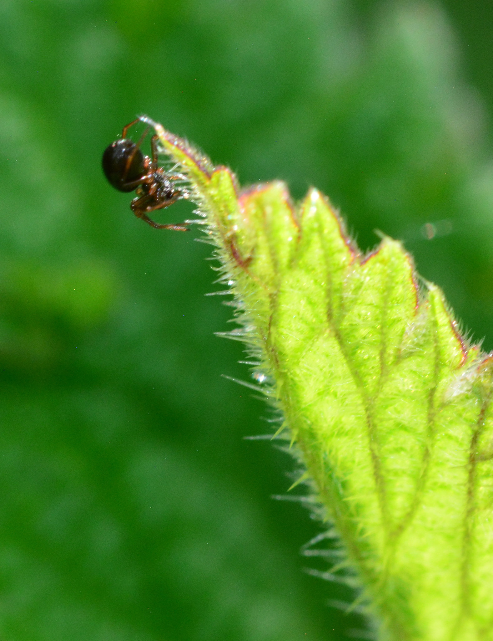 Teeny Weeny Spider!