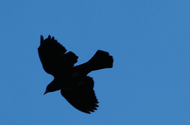 Blackbird In Silhouette