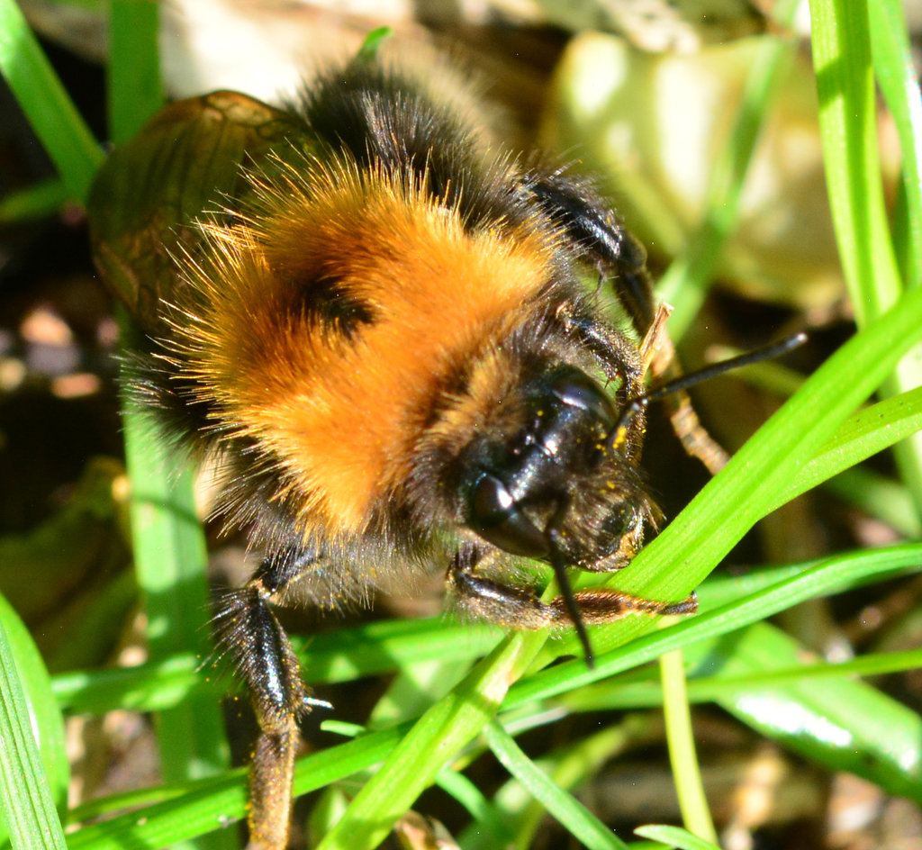 Bee
