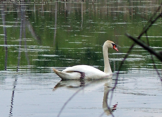 Swan