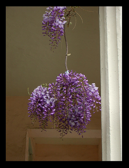 double wisteria blooms