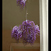 double wisteria blooms