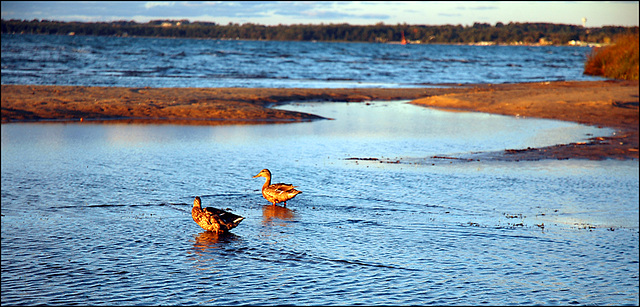 Ducks