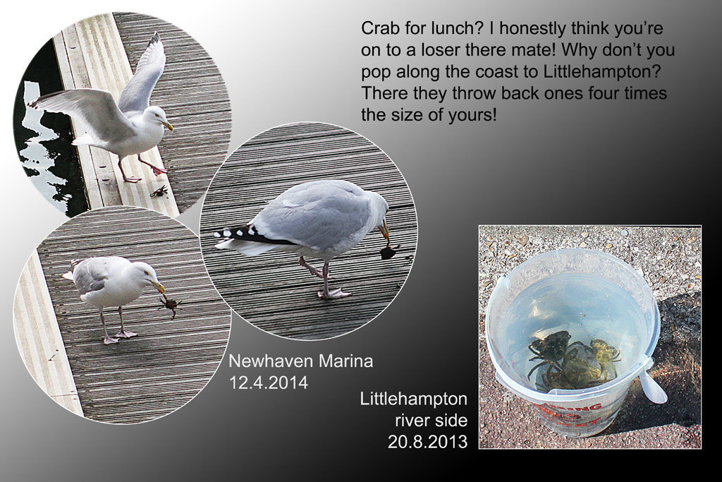 Crab for lunch - Newhaven - 12.4.2014