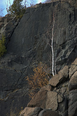 Lonely birch