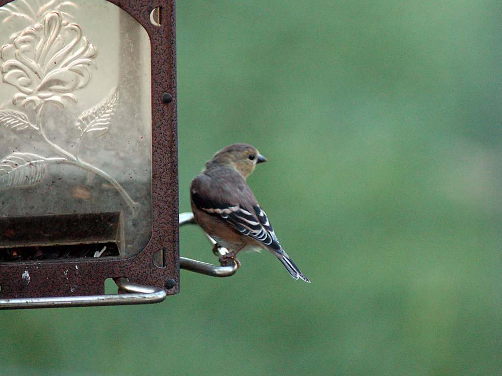 Goldfinch