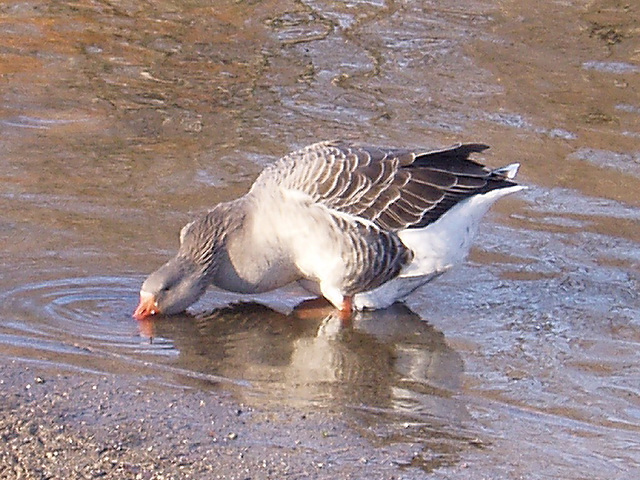 Goose @ Second Island