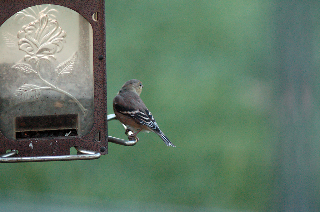 Goldfinch & feeder