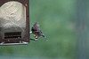Goldfinch & feeder