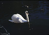 Swan, with Ducks