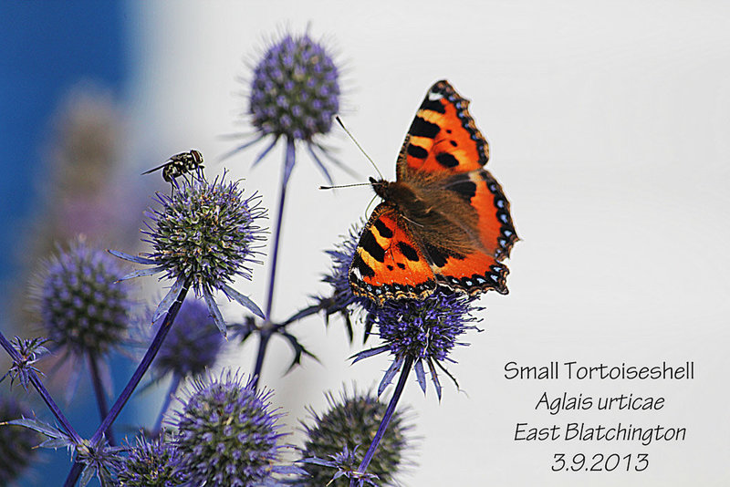 Small Tortoiseshell - East Blatchington - 3.9.2013