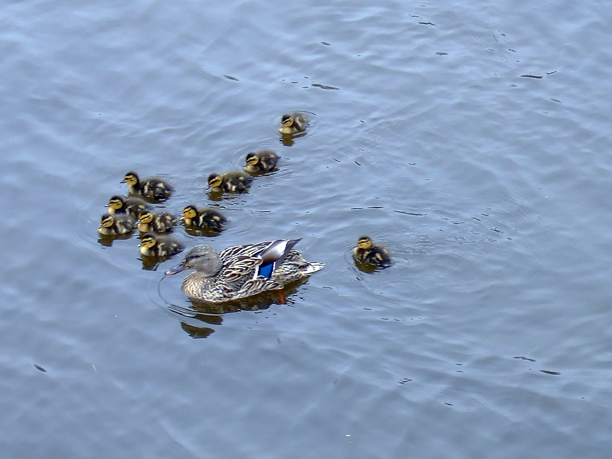 Ducklings